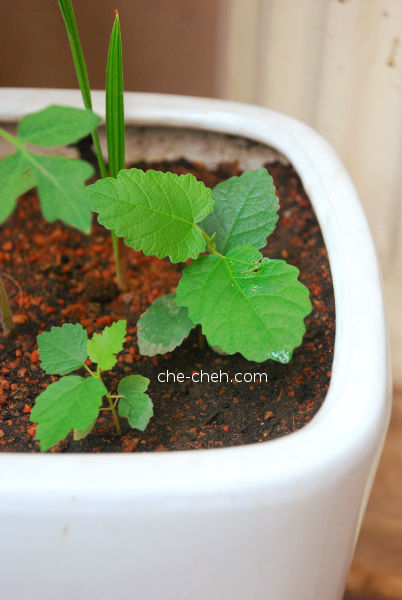 Baby Fig Plants